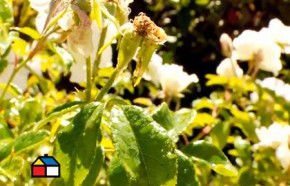 �C�mo recuperar arbustos, eliminar o�dio en rosas y hacer alm�cigos de oto�o?