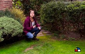 �C�mo recuperar el c�sped da�ado?