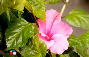 �C�mo sanar un hibisco?