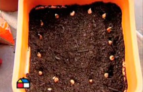 Oto�o en el jard�n, control de gusanos