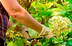 �C�mo cuidar jard�n en abril?