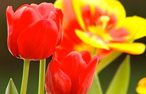 �C�mo cuidar plantas bulbosas?