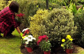 �C�mo dar color con plantas anuales?