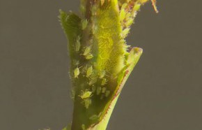 �C�mo eliminar pulgones de forma casera?