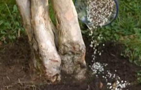 �C�mo fertilizar en primavera?