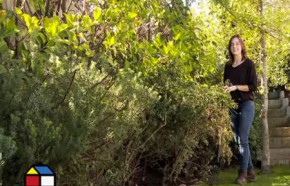 �C�mo fertilizar las plantas en primavera?