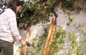 �C�mo hacer tutores para cubrir muros con plantas trepadoras?