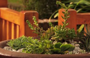 �C�mo hacer un arreglo con suculentas?