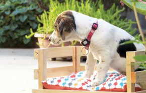 �C�mo hacer una cama para perro?
