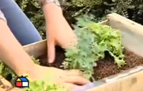 �C�mo hacer una huerta en casa?