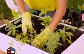 �C�mo hacer una huerta medicinal?