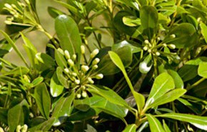 �C�mo limpiar setos y arbustos?