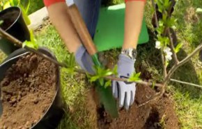 �C�mo plantar �rboles frutales?