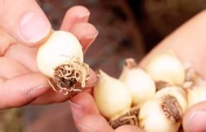 �C�mo plantar bulbos?