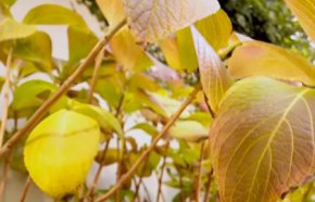 �C�mo podar hortensias?