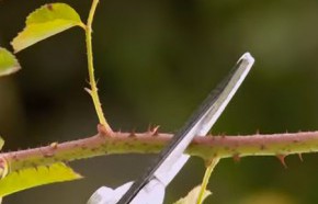 �C�mo podar rosas en invierno?