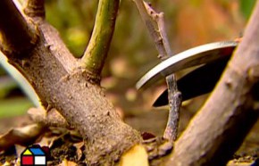 �C�mo podar rosas, hacer transplantes y prevenir plagas?