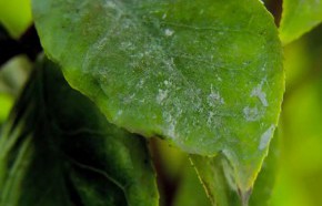 �C�mo prevenir el ataque de hongos en los arbustos?