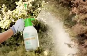 �C�mo prevenir el ataque de hongos?