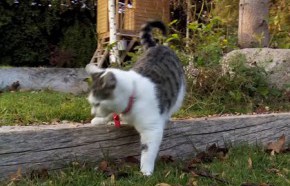 �C�mo prevenir y reparar el da�o de las mascotas en el jard�n?