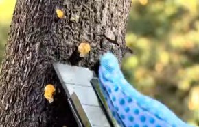 �C�mo tratar la gomosis?