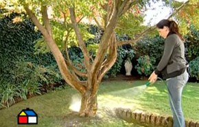 Labores de mayo para el jard�n