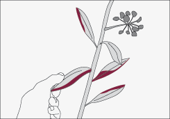 Cu�ndo falta f�sforo