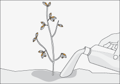 Cuando falta f�sforo