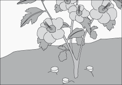 S�lidos o l�quidos 