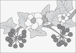 Plantas que necesitan abonos pot�sicos