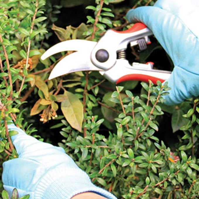 Gu�a Cuida tu jard�n en oto�o - invierno